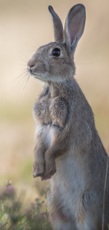  Eh...What's Up Doc? :)