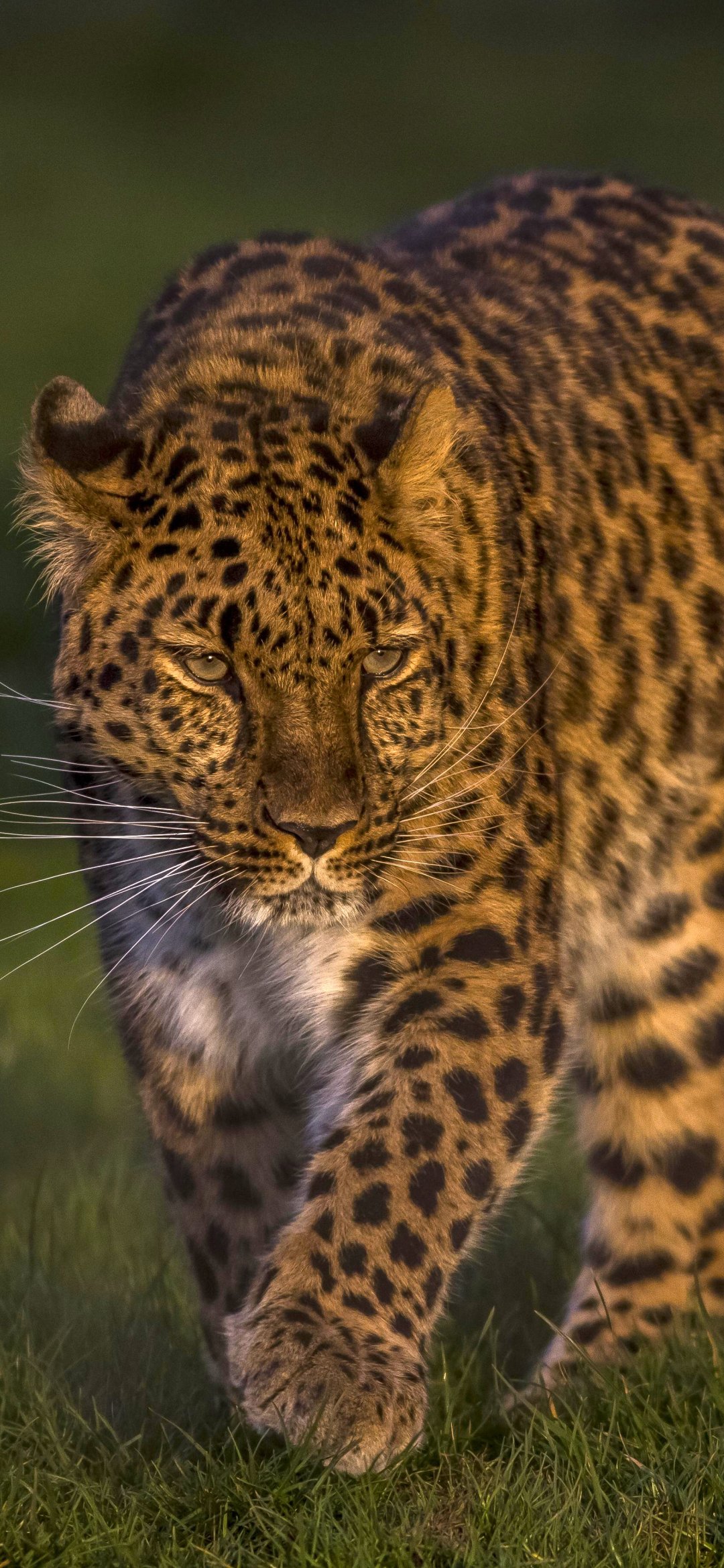 Download Animal Leopard Phone Wallpaper