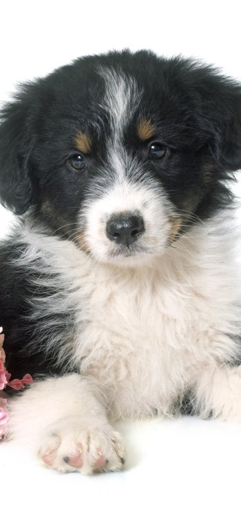  Australian Shepherd Puppy