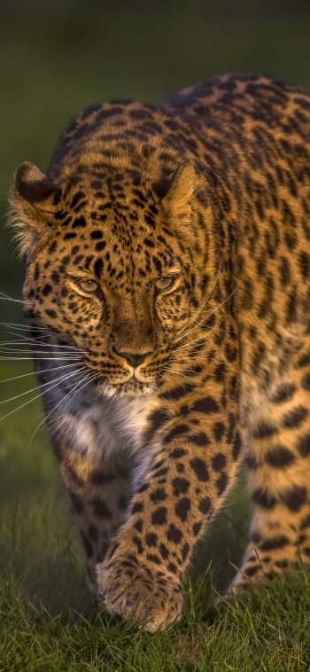 Animal leopard Phone Wallpaper