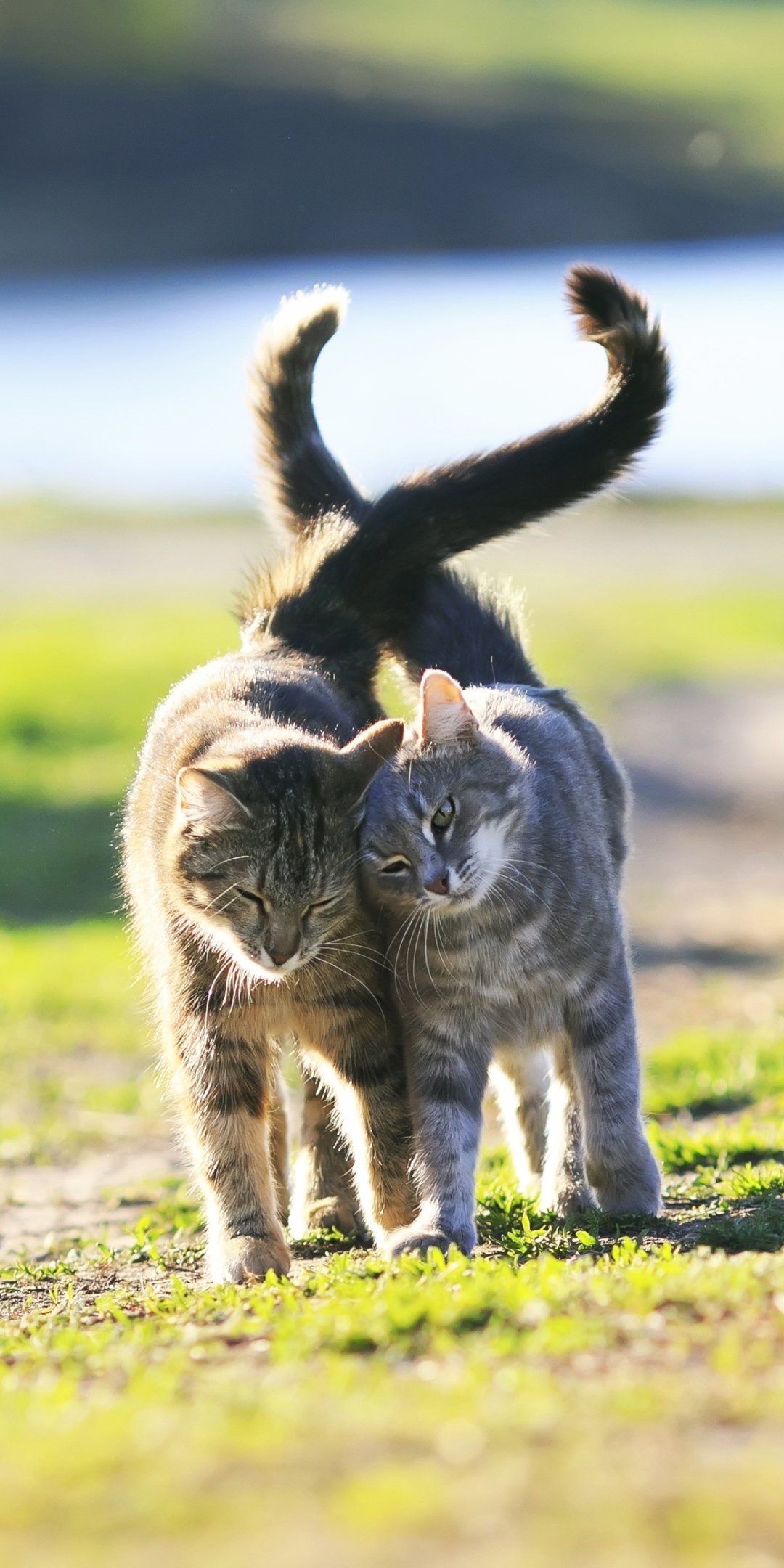 Phone wallpaper of two gray tabby cats, animal companions, walking close with tails raised; shallow depth of field softly blurs the sunlit green and blue background.