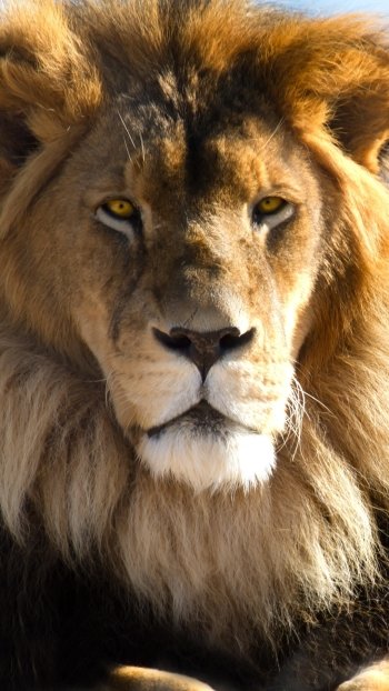 Animal lion Phone Wallpaper