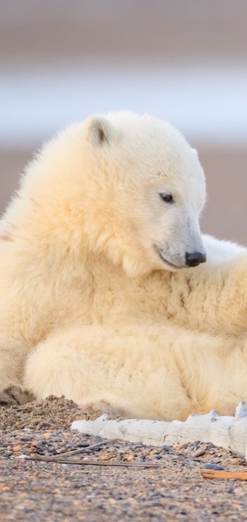 Animal polar bear Phone Wallpaper
