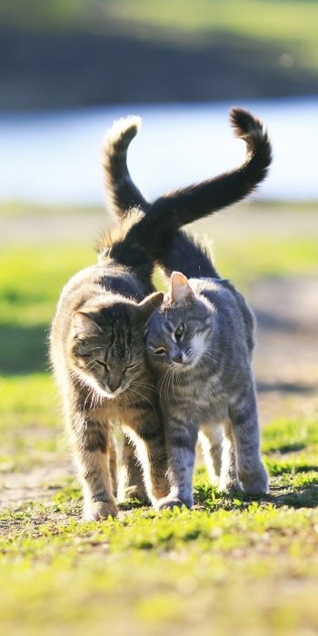 depth of field Animal cat Phone Wallpaper
