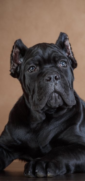 puppy baby animal dog Animal Cane Corso Phone Wallpaper