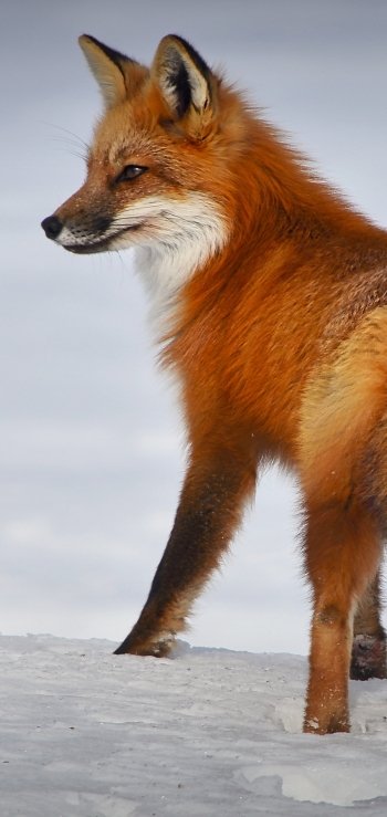 Animal fox Phone Wallpaper