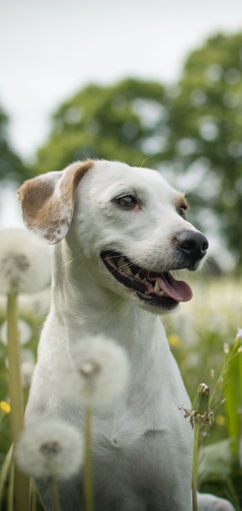 dandelion dog Animal Labrador Retriever Phone Wallpaper