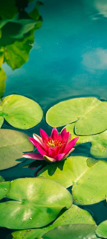  Water Lilies
