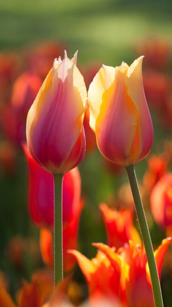 flower nature tulip Phone Wallpaper