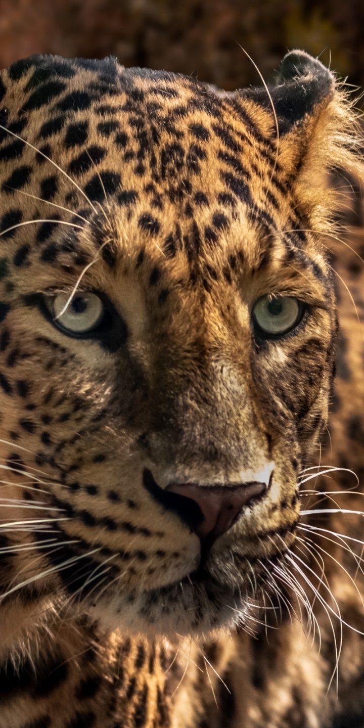 Download Close-up Animal Jaguar Phone Wallpaper