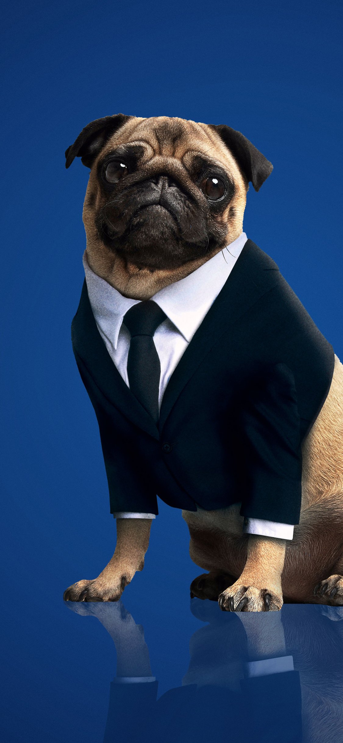 Frank The Pug iPhone Wallpapers