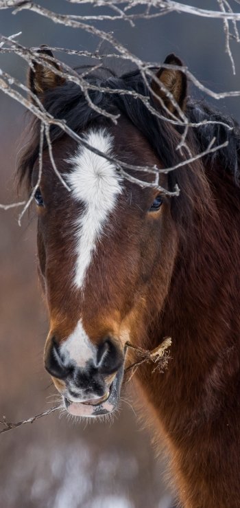stare Animal horse Phone Wallpaper