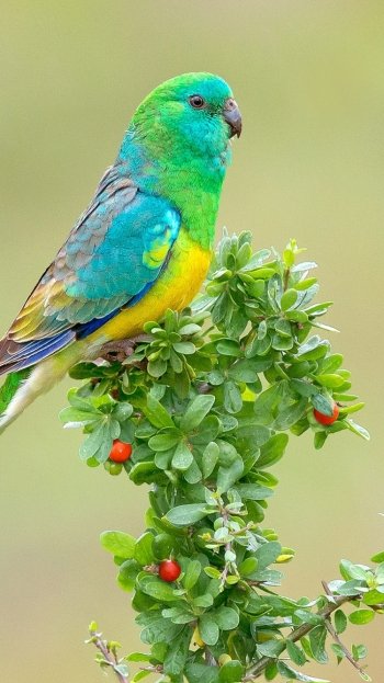 plant bird Animal parrot Phone Wallpaper