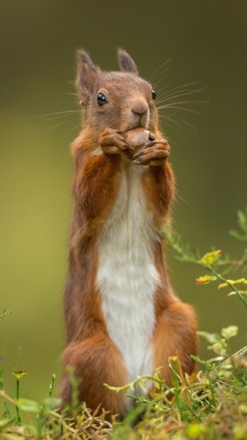 eating rodent Animal squirrel Phone Wallpaper