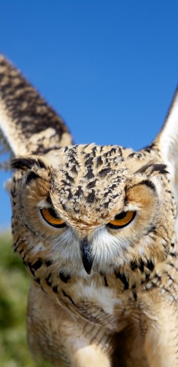 Animal owl Phone Wallpaper