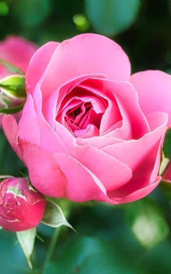 close-up pink flower flower nature rose Phone Wallpaper