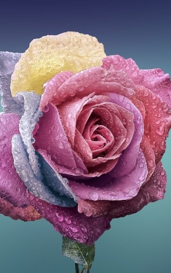 flower nature rose Phone Wallpaper