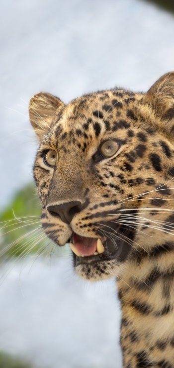 Animal leopard Phone Wallpaper