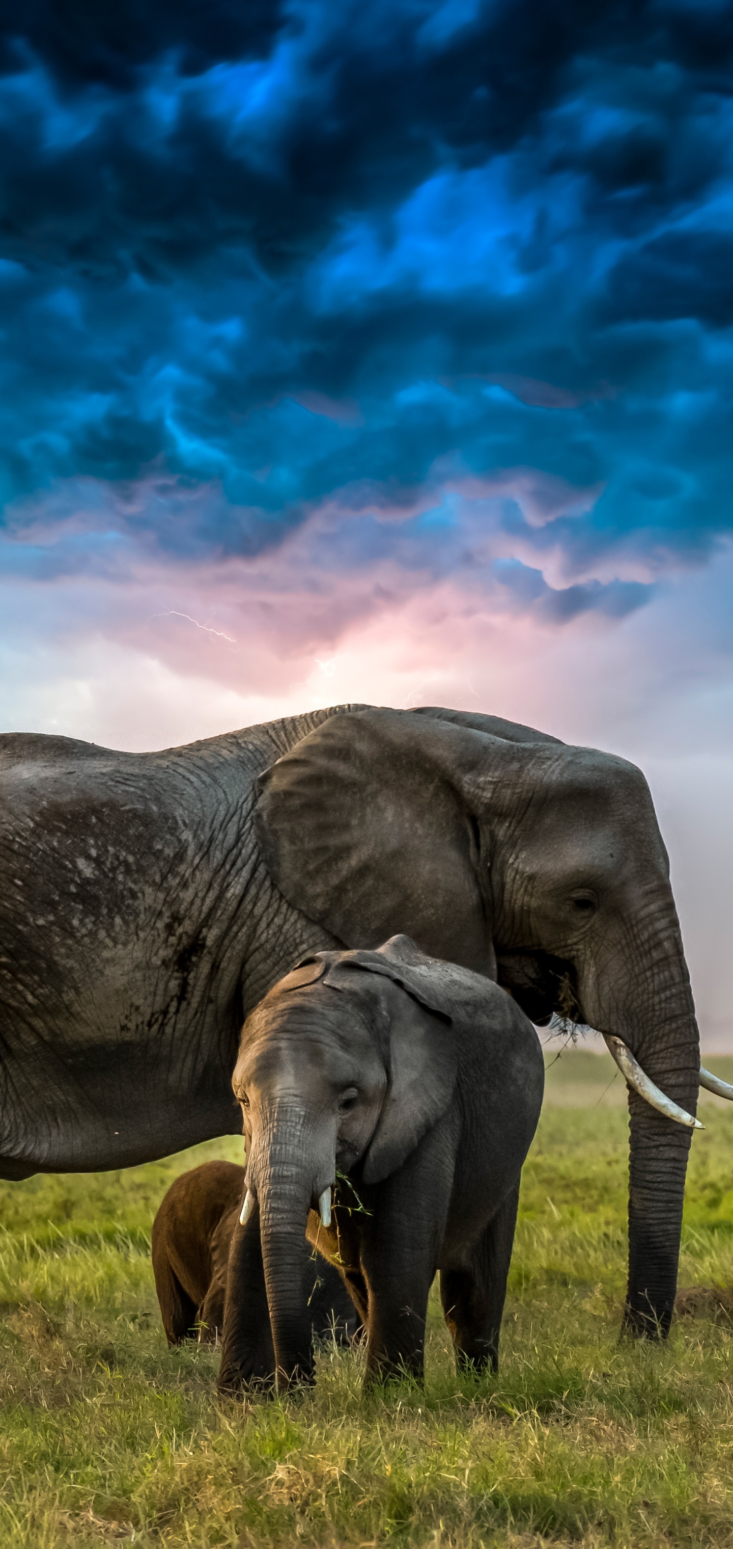 Elephant Wallpapers Images  Browse 30482 Stock Photos Vectors and Video   Adobe Stock