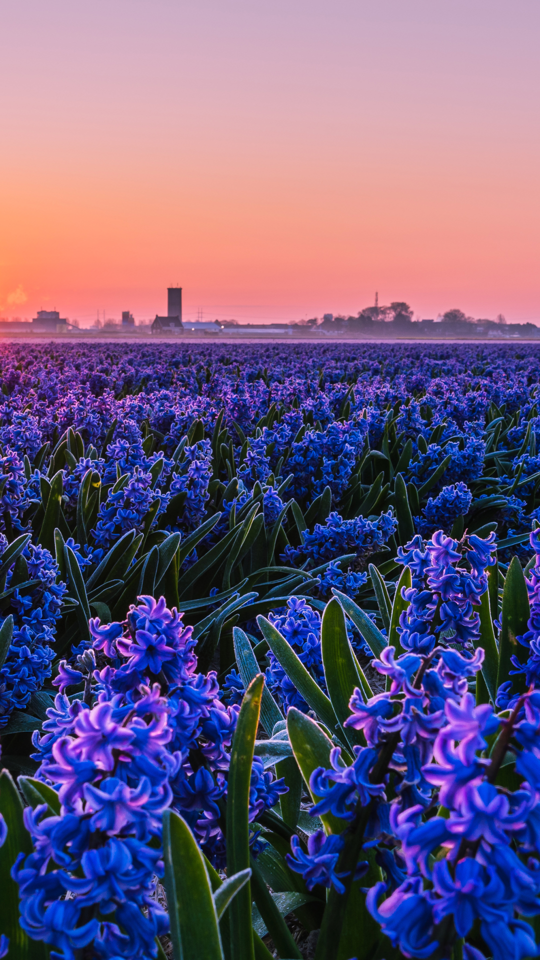 Sunset over Field of Purple Hyacinths