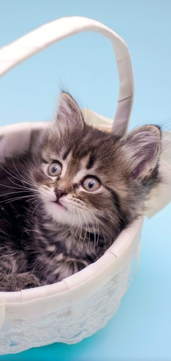 kitten basket baby animal Animal cat Phone Wallpaper