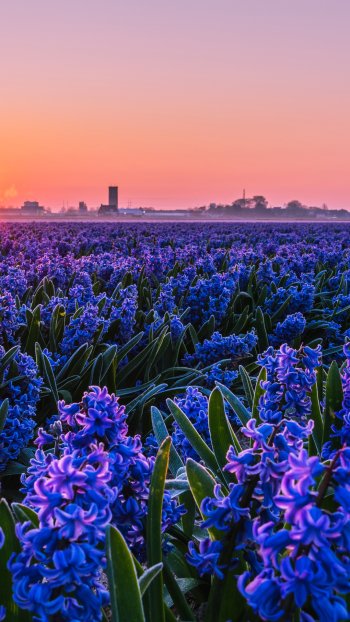  Sunset over Field of Purple Hyacinths