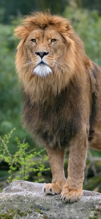 Animal lion Phone Wallpaper