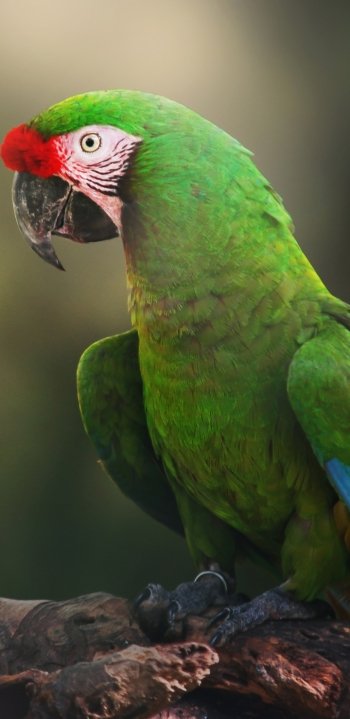  Great Green Macaw