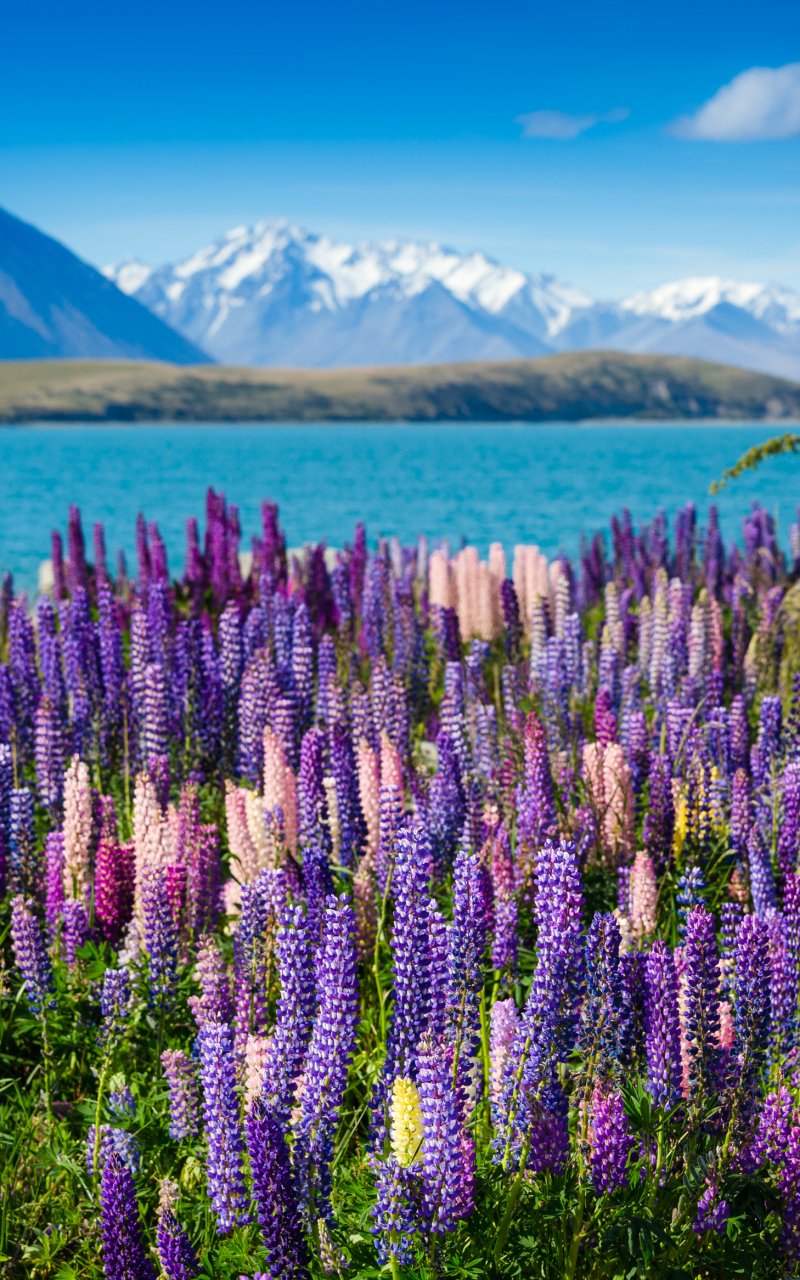 Download Lake Flower Nature Lupine Phone Wallpaper