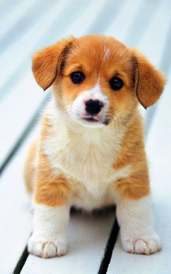 baby animal puppy Animal corgi Phone Wallpaper