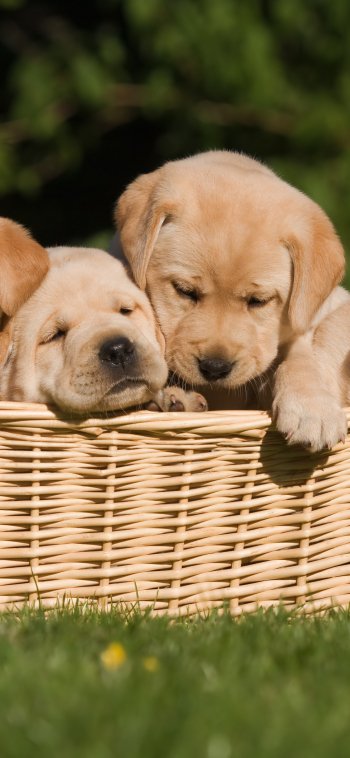 Labrador Retriever Animal puppy Phone Wallpaper