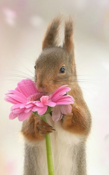 pink flower rodent Animal squirrel Phone Wallpaper