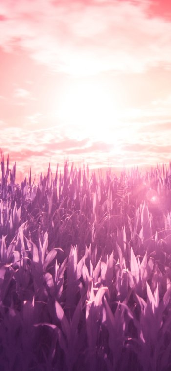 nature field Phone Wallpaper