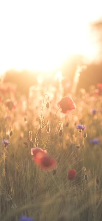 poppy depth of field sunny red flower flower summer nature field Phone Wallpaper