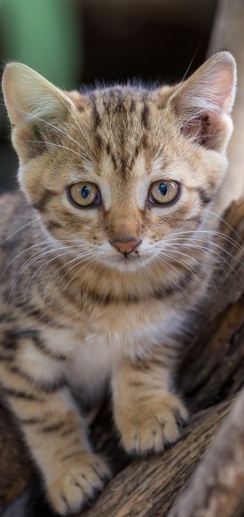  Brown tabby kitten on tree branch