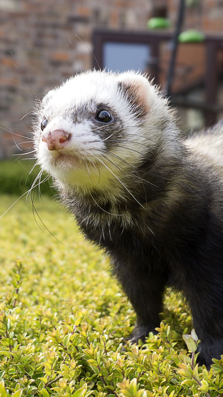 Ferret Phone Wallpaper  Mobile Abyss