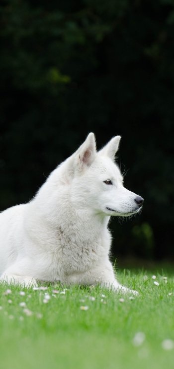 dog Animal husky Phone Wallpaper