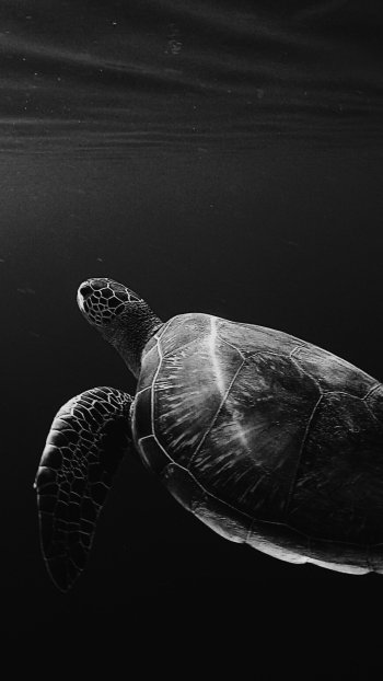 Animal turtle Phone Wallpaper