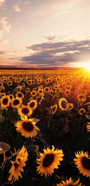 summer yellow flower nature field sunflower Phone Wallpaper
