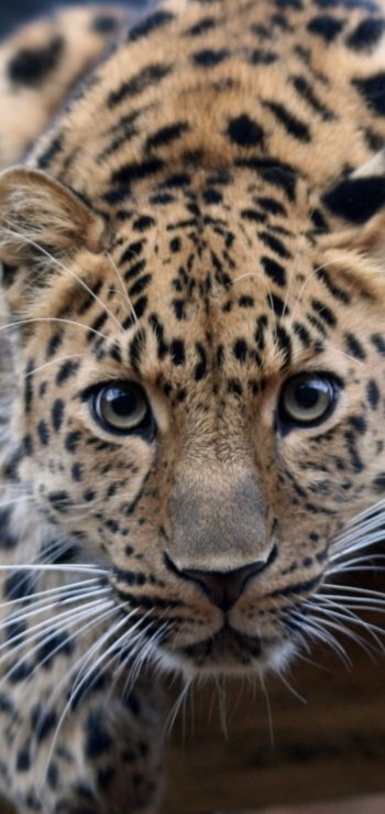stare jaguar Animal leopard Phone Wallpaper