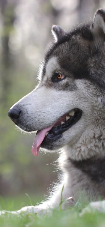 Animal dog Phone Wallpaper
