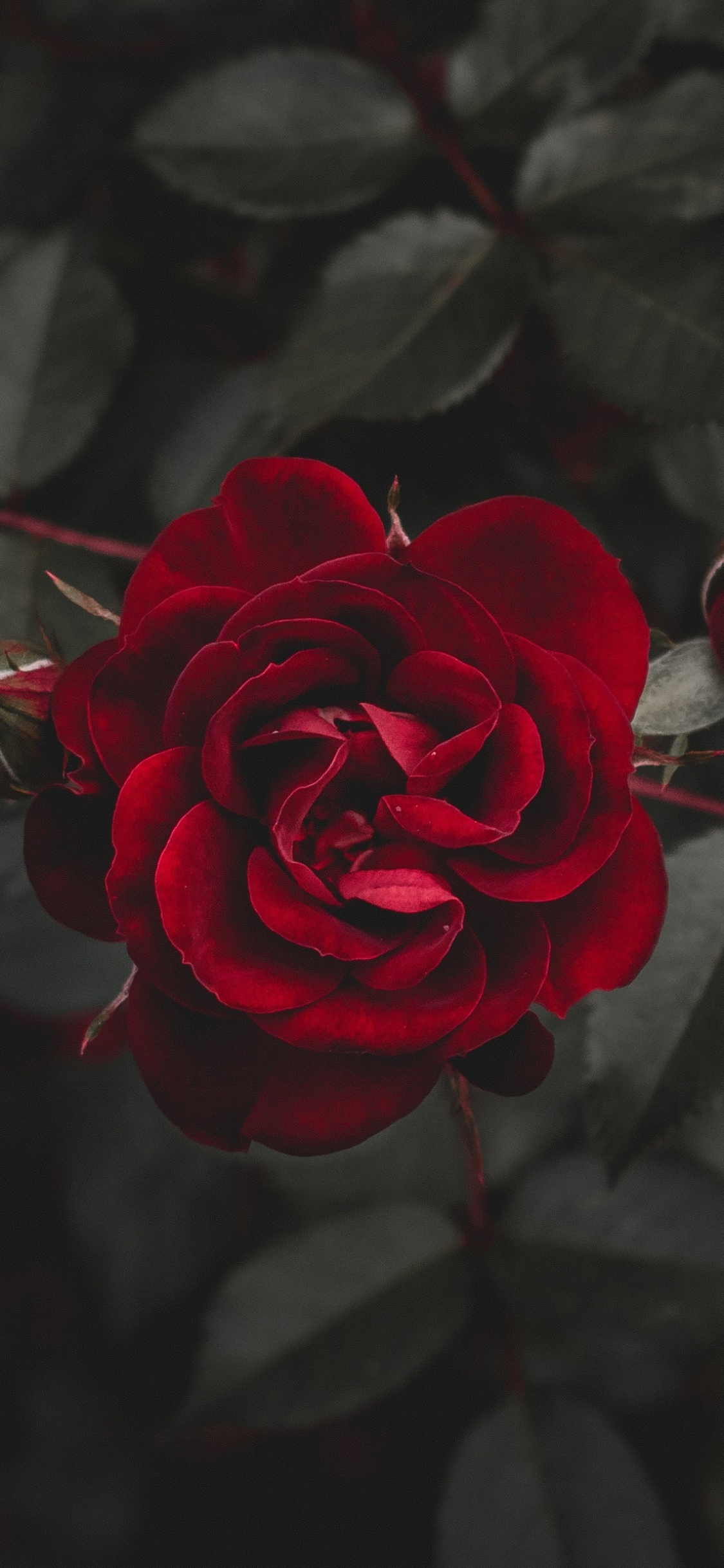 Red roses are beauty