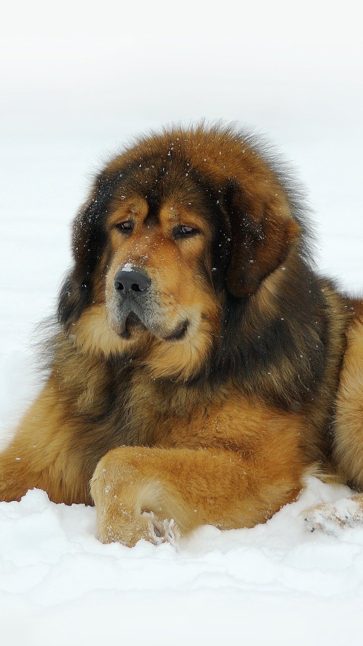 Download Animal Dog Phone Wallpaper