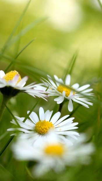 nature daisy Phone Wallpaper