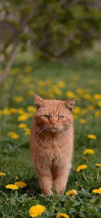 depth of field dandelion Animal cat Phone Wallpaper