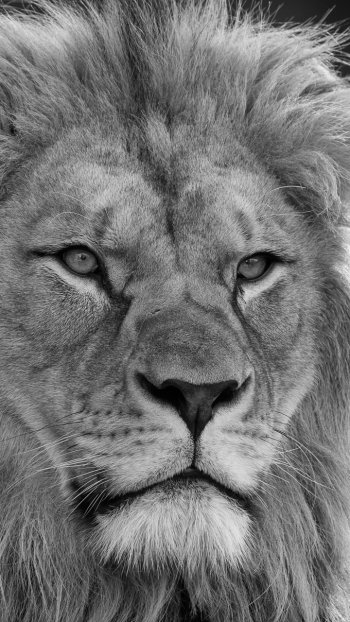 Black & White Animal lion Phone Wallpaper