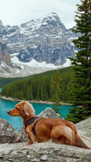 Animal dachshund Phone Wallpaper