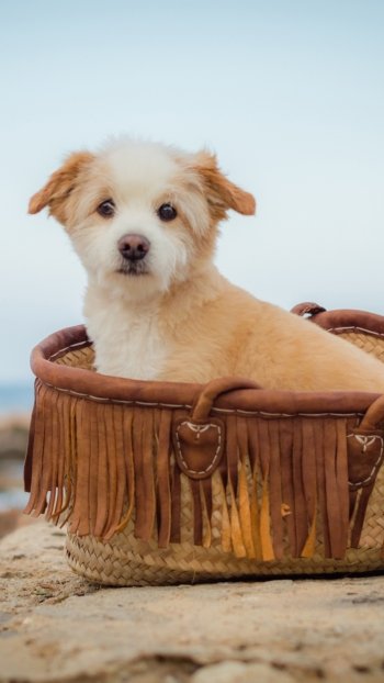 stare depth of field baby animal puppy dog norfolk terrier Animal terrier Phone Wallpaper