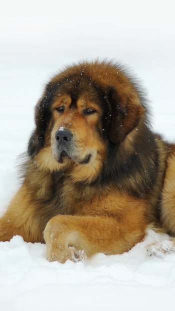 Animal dog Phone Wallpaper
