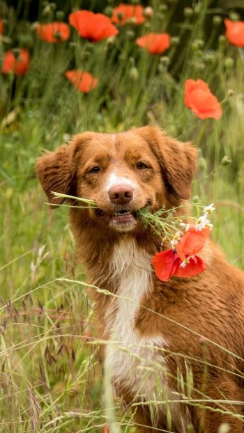 poppy dog Animal nova scotia duck tolling retriever Phone Wallpaper